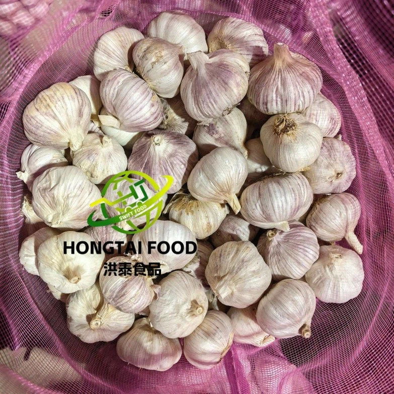 fesh garlic fesh garlic