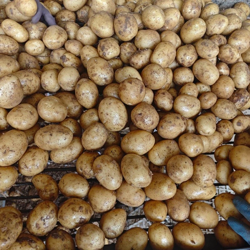 fresh potato fresh potato