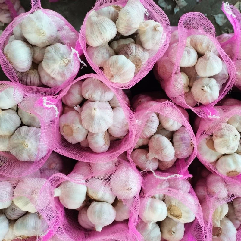 fresh garlic fresh garlic