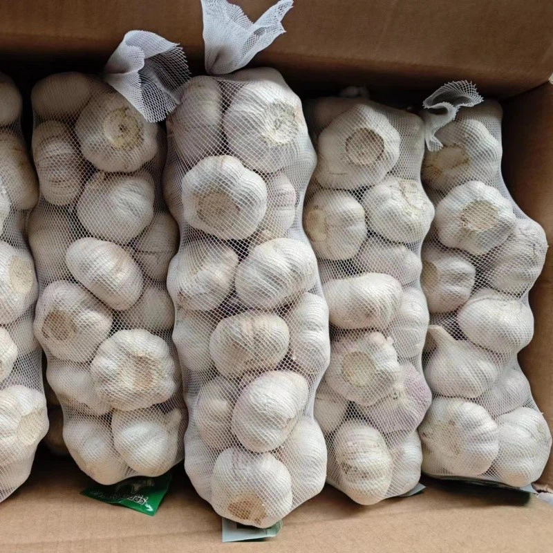 fresh garlic fresh garlic