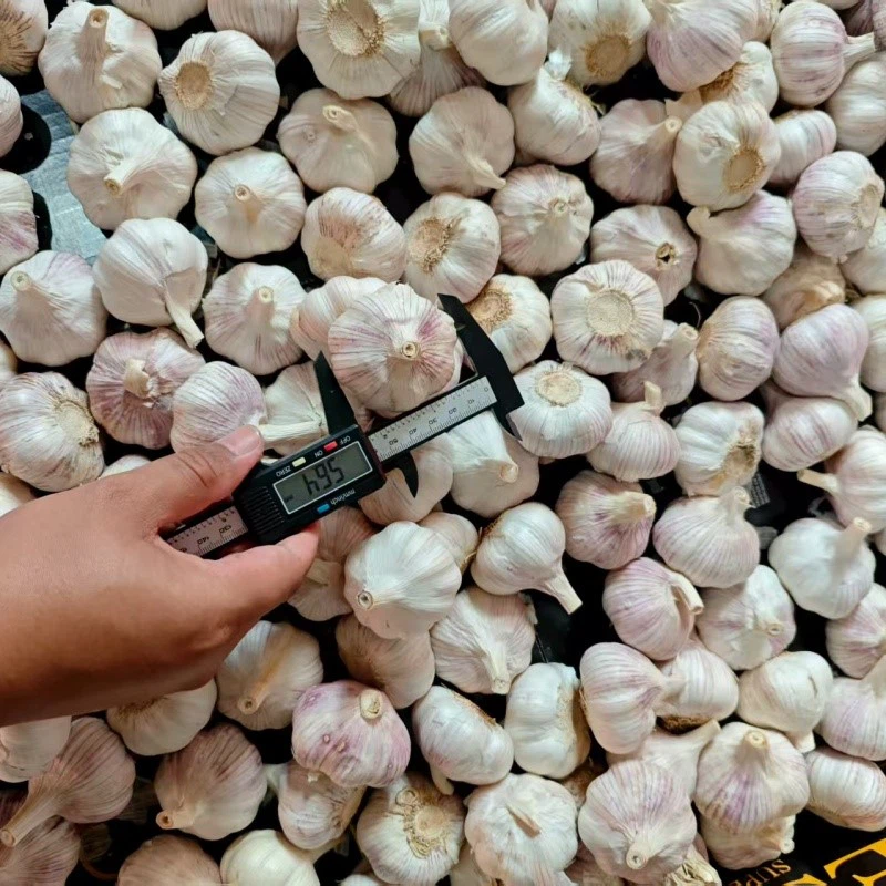 fresh garlic fresh garlic