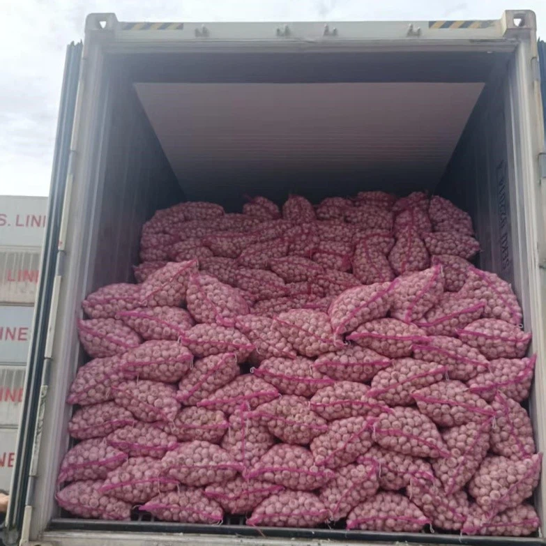 fresh garlic fresh garlic