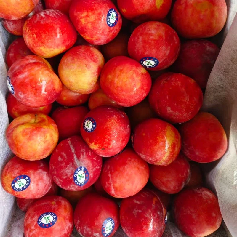 fresh sweet plum fresh sweet plum