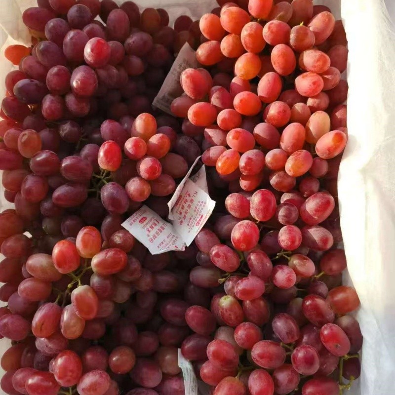 Seedless Crimson Grape suppliers