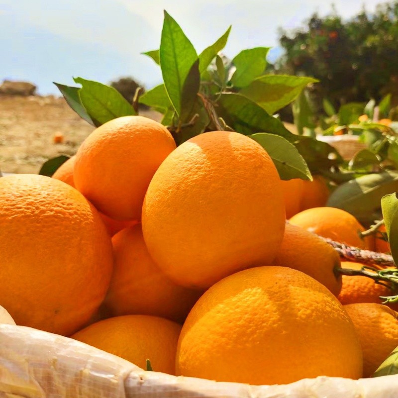Size 72-80 Fresh Newhall Navel Orange factory