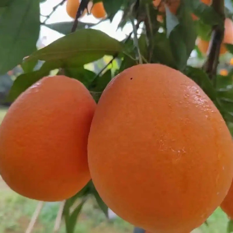 Size 72-80 Fresh Newhall Navel Orange high quality