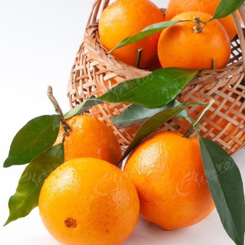 Size 72-80 Fresh Newhall Navel Orange high quality