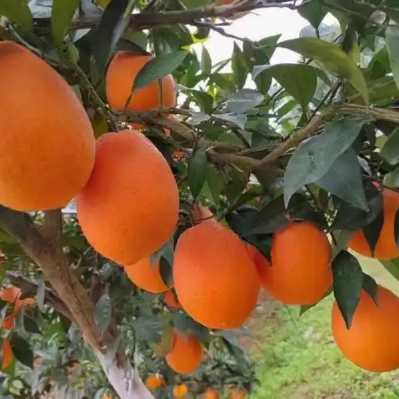 Size 72-80 Fresh Newhall Navel Orange price