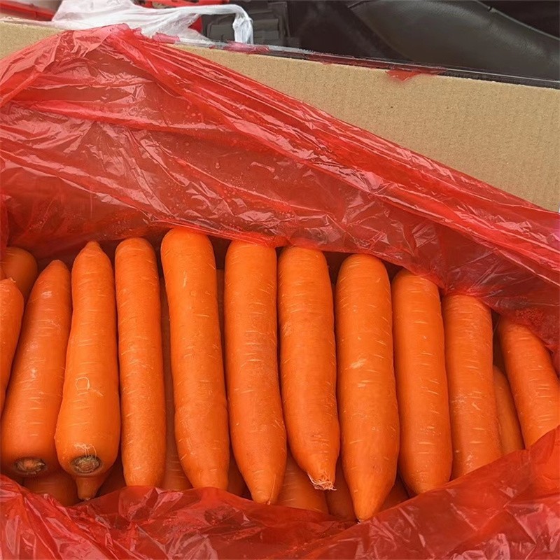 Size L 10kgs Carton Box Fresh Carrot best