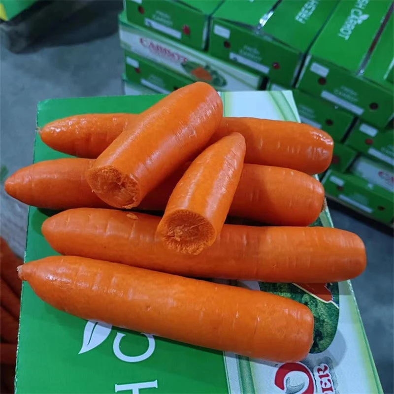 Size M 10kgs/ctn Fresh Carrot factory