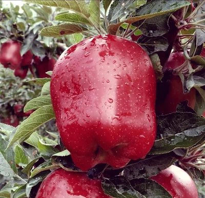 Huaniu apple with carton box