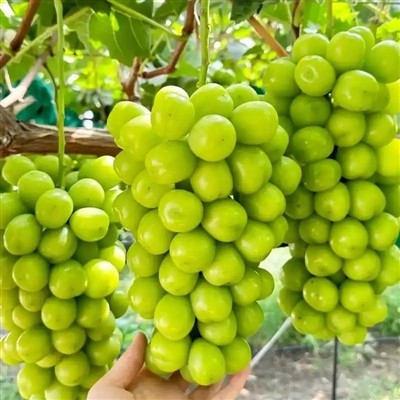 24mm+ Muscat Grape