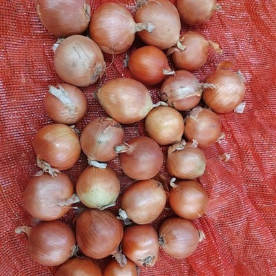 5-8cm Yellow Onion 5-8cm Yellow Onion