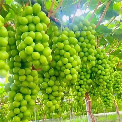 shine muscat grape