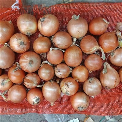 7-9cm Yellow Onion 7-9cm Yellow Onion