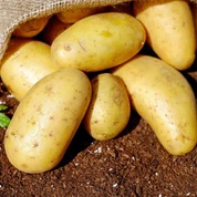 Farm Packing Bags Cold Rom Potato