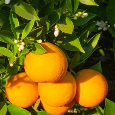 Gannan Organic Valencia Orange