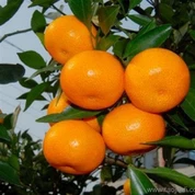 Size 72-80 Fresh Nanfeng Orange