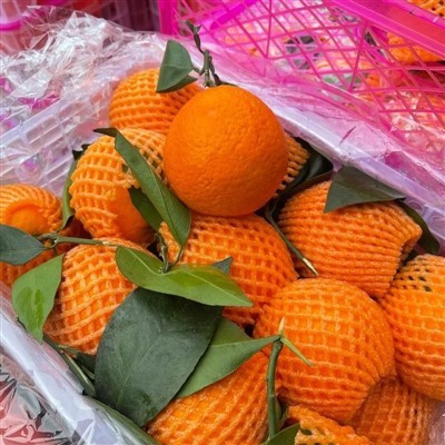 Size 72 Valencia Orange
