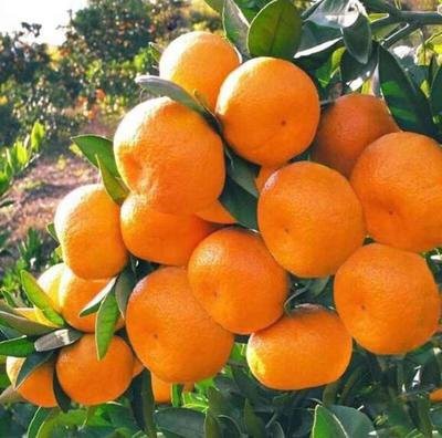 sweet nanfeng orange