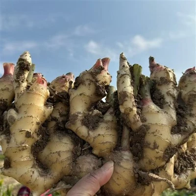 Top 10 ginger Manufacturers in China