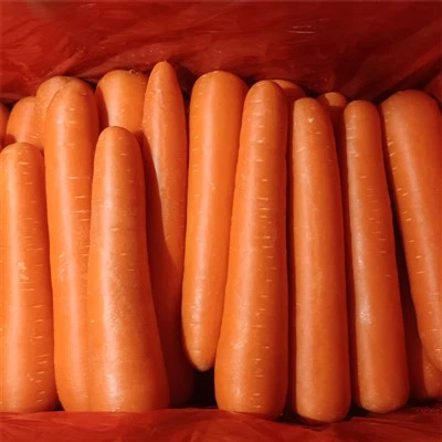 premium selected fresh carrot