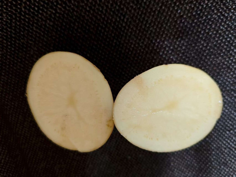 Tengzhou Cold Room Fresh Potato factory