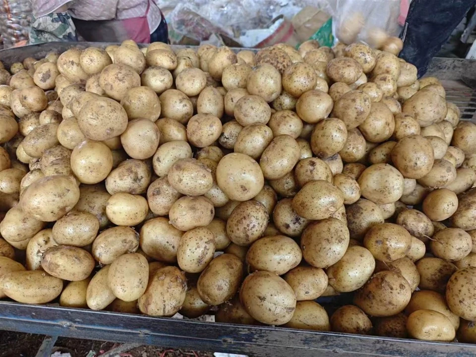 Tengzhou Fresh Potato suppliers