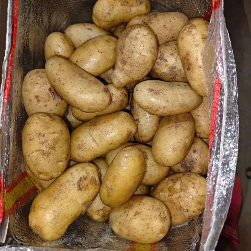 Tengzhou Fresh Potato best