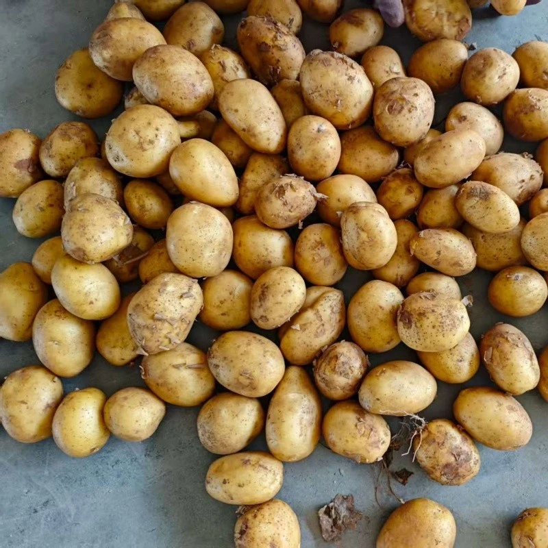 Tengzhou Fresh Potato high quality